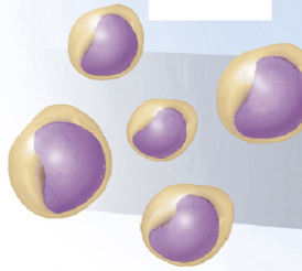 <p>Name this cell type.</p>