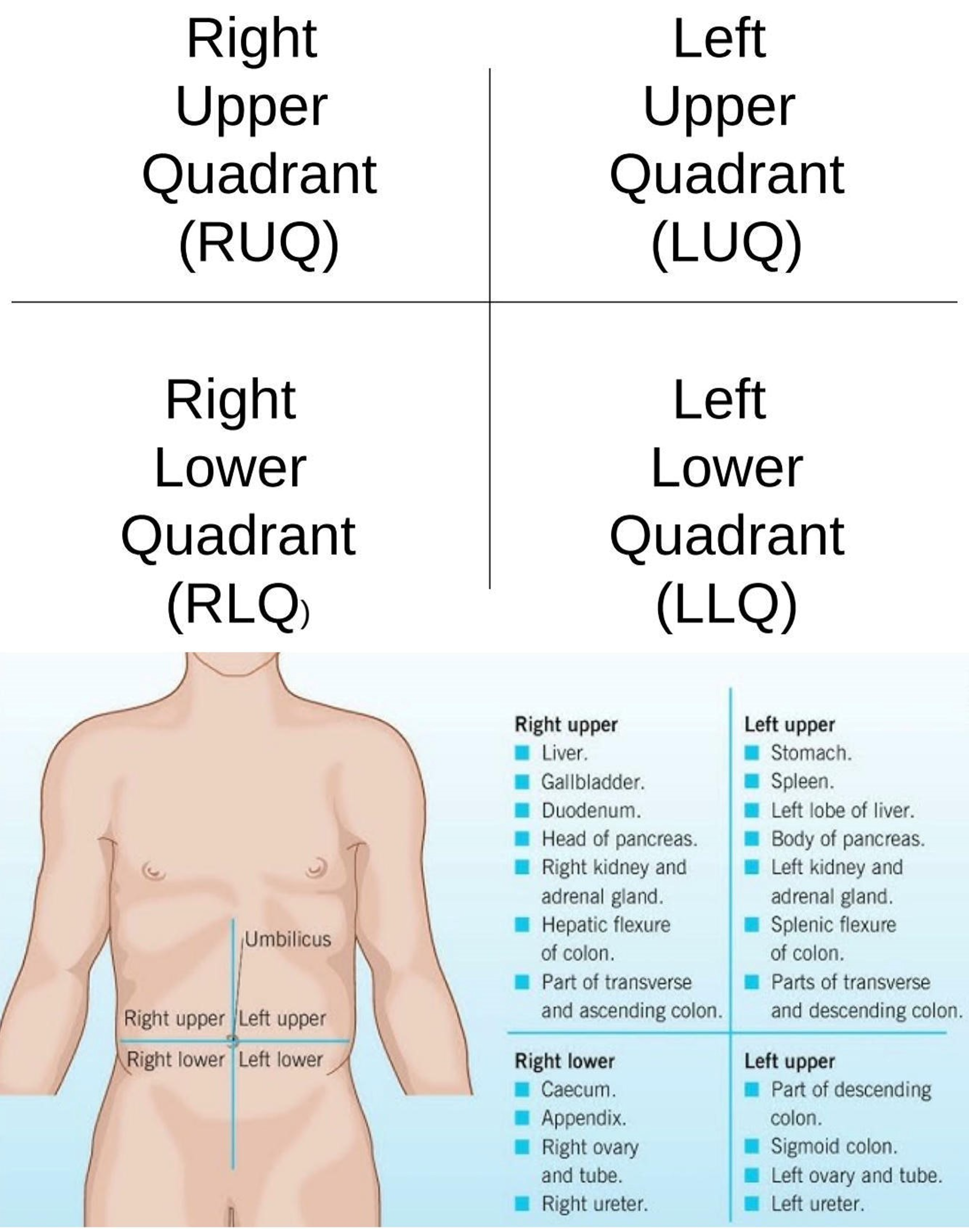 <p>Middle left region of the abdominopelvic area.</p>