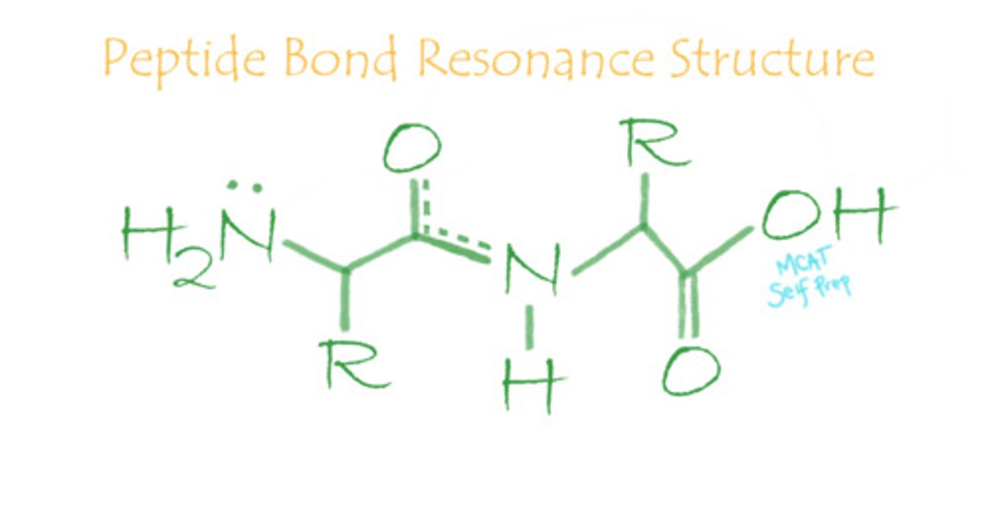 <p>(D) I, II, and III</p><p>Since there is double bond character in a peptide bond, the peptide bond is very rigid, planar, and does not rotate.</p>