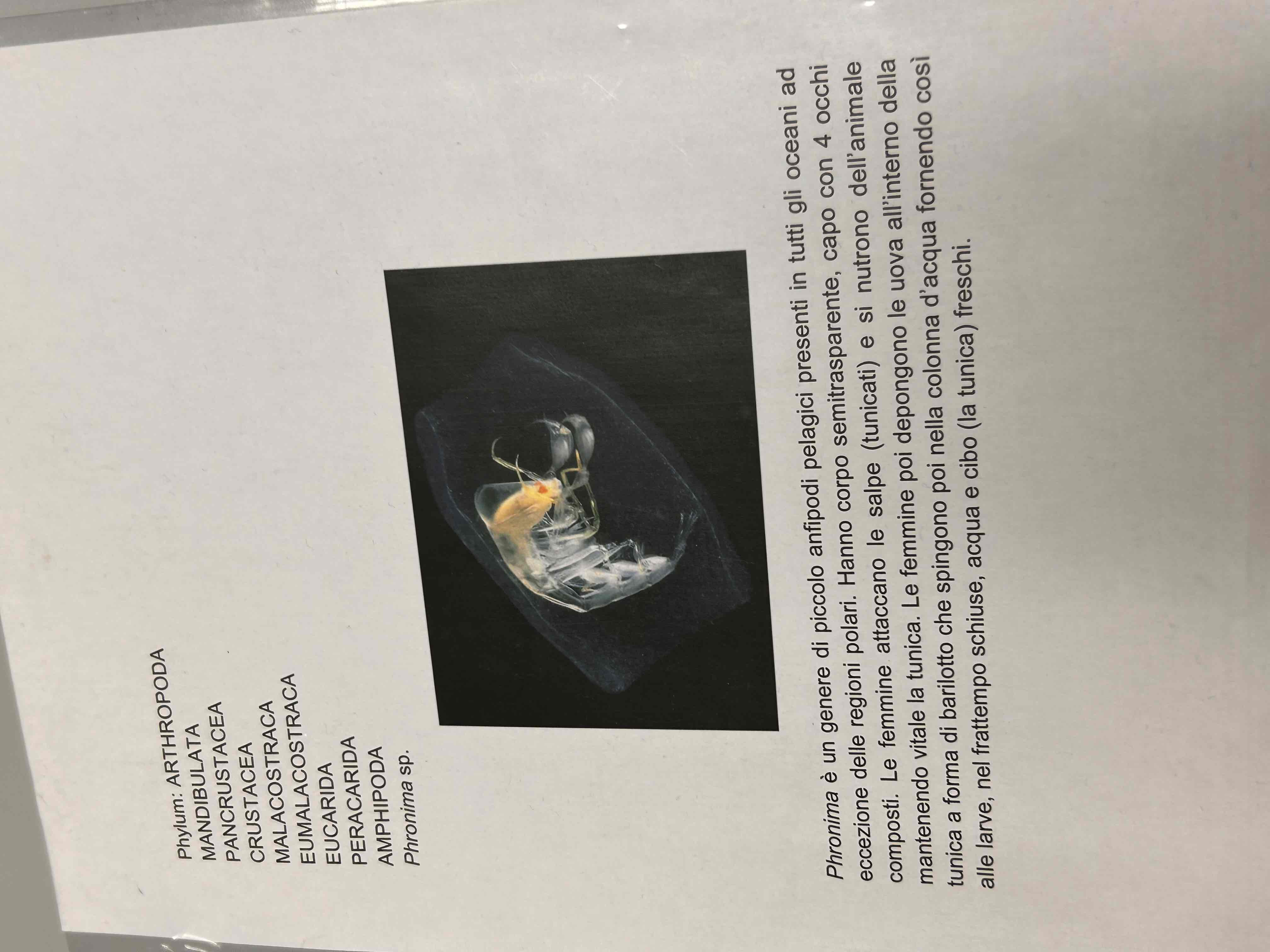 <p>Crostacei</p><p>Malacostraca</p><p>Eumalacostraca</p><p>Amphipoda</p><p>Phronima sp</p>