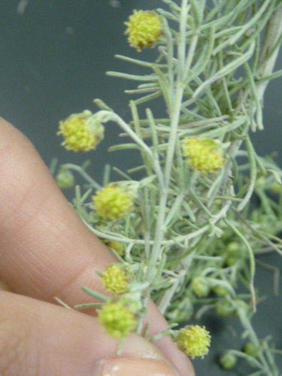 <p>Asteraceae California sagebrush</p>