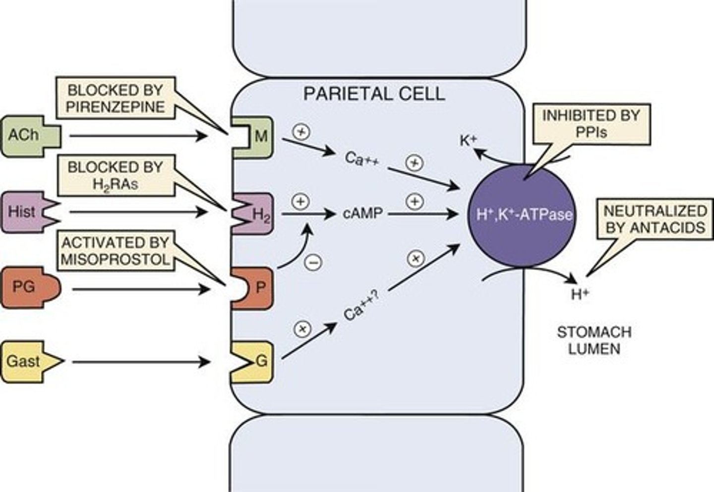 <p>React with gastric acid -&gt; neutralizing acid</p>