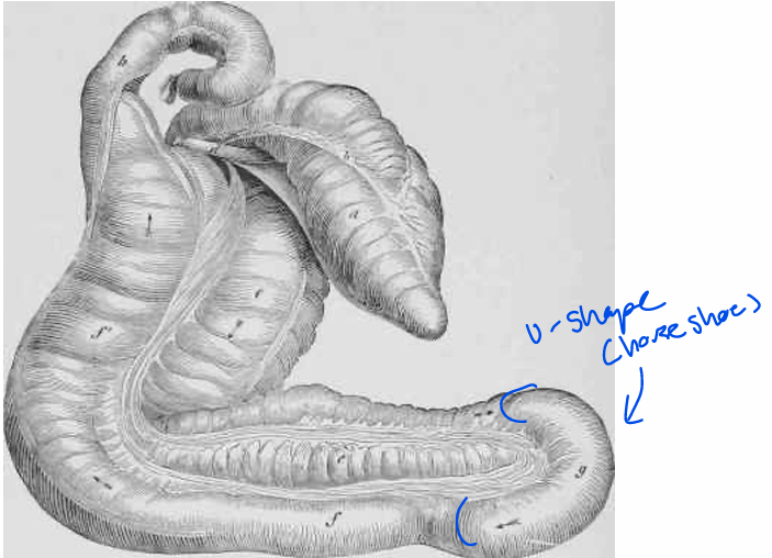 <ul><li><p>Ascending is called the “large colon”</p></li><li><p>10-12 ft long, double horseshoe (two u-shapes)</p></li><li><p>Can hold over 20 gallons</p></li><li><p>Functions in fermentation</p><ul><li><p><strong>10<sup>10</sup> (10^10) bacteria per mililiter</strong></p></li></ul></li><li><p>Only attached to the body wall in <strong>one place</strong></p><ul><li><p>This leads to a lot of issues</p></li></ul></li></ul><p></p>