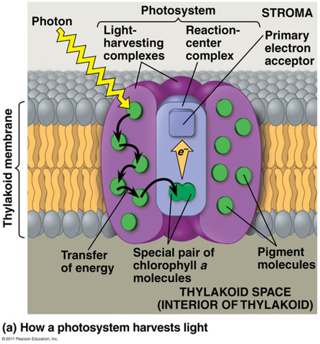 <p>A complex of proteins associated with pigment molecules (including chlorophyll a, chlorophyll b, and carotenoids) that captures light energy and transfers it to reaction-center pigments in a photosystem. It passes energy from sunlight to the reaction center; it consists of multiple antenna pigments that contain a mixture of 300 to 400 chlorophyll a and b molecules as well as other pigments like carotenoids.</p>