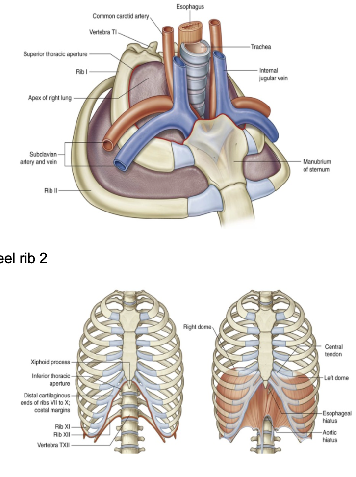 <ul><li><p><span>Rib superior margin – superior thoracic aperture – starts anteriorly from the jugular notch, then following the medial margin/border of the clavicle, reaches the anterior border/spinous process of the first thoracic vertebrae&nbsp;</span></p><ul><li><p><span>Here the angle between the manubrium &amp; body of the sternum is seen marking the beginning of rib 2 – when palpated and move laterally, can feel rib 2&nbsp;</span></p></li></ul></li><li><p><span>Inferiorly, the thoracic aperture follows the inferior margin of the ribcage &amp; is closed by the diaphragm&nbsp;</span></p><ul><li><p><span>In the diaphragm, there are some passages to allow the passage of the organs that from the thorax go to the abdomen&nbsp;</span></p></li></ul></li></ul>
