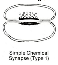 <p>round clear vesicles, usually excitatory</p>