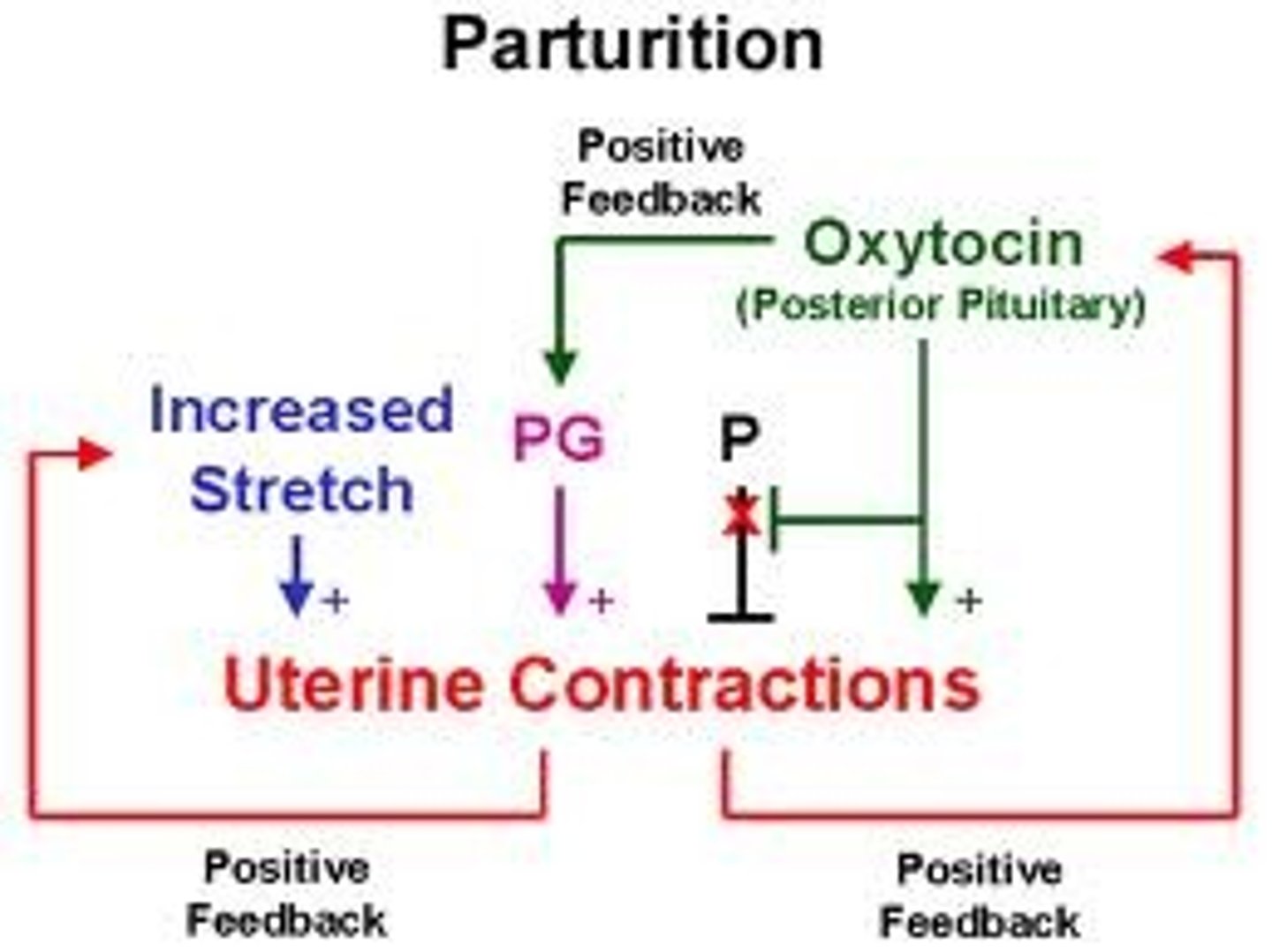 <p>Response enhances or exaggerate original stimulus.</p><p>EX Enhancement of labor contractions by oxytocin</p>