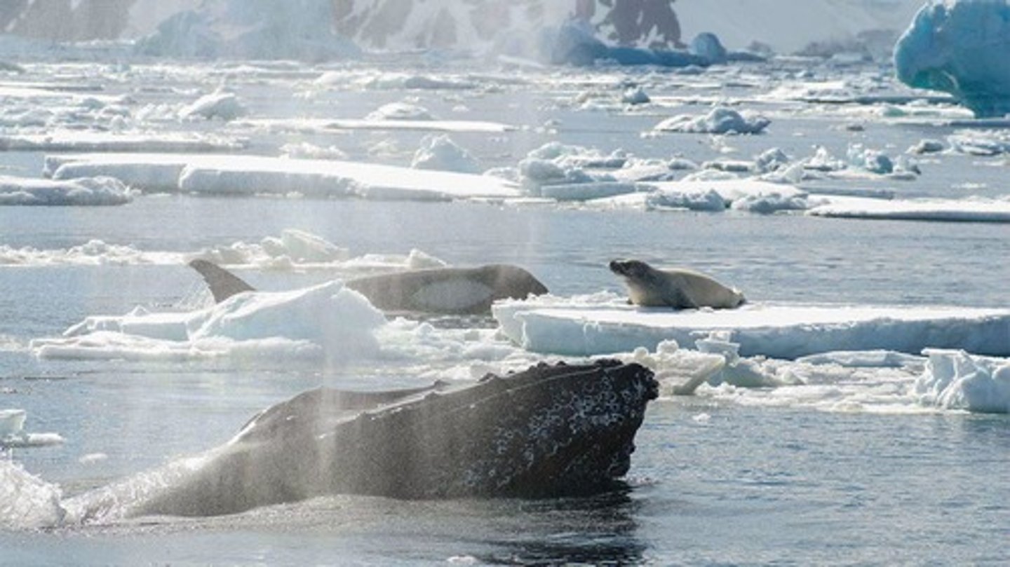 <p>Species include canines, lions, chimpanzees, dolphins, Humboldt squid, orca, and also coral groupers with moray eels.</p>