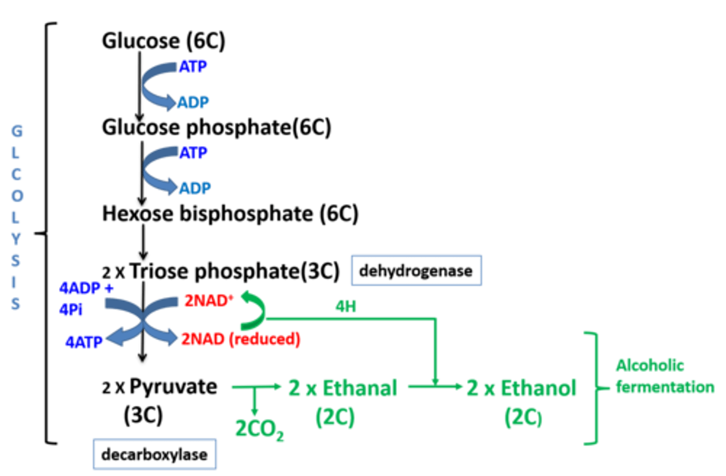 <p>1. Pyruvate (3C) is first decarboxylated (by decarboxylase) to produce ethanal (2C).</p><p>2. The reduced NAD gives its hydrogen to ethanal which then forms ethanol</p><p>3. The NAD is now oxidised/free to accept more hydrogen from triose phosphate and keep glycolysis going .</p><p>4. 2ATP can keep being produced from glycolysis this way</p>