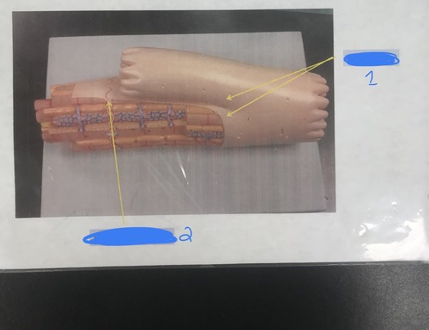 <p>For the following model, give the following:</p><p>1) name</p><p>2) structures in numerical order</p>