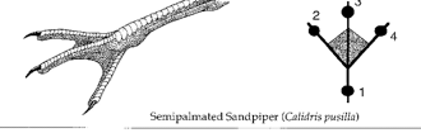 <p>Incomplete webbing between front three toes (spoonbills)</p>