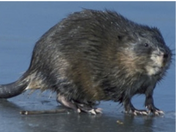 <p>Ondatra zibethicus</p>