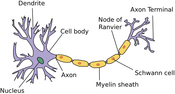 <p>Individual cells in the nervous system that receive, integrate, and transmit information.</p>