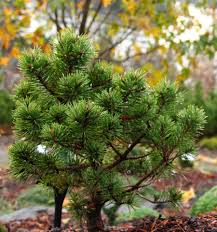 <p><span>Pinus sylvestris / Scotch Pine</span></p>