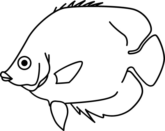 <p>Elongated nose<br>Round body<br>Eye-stripe<br>Size: 15 cm</p>