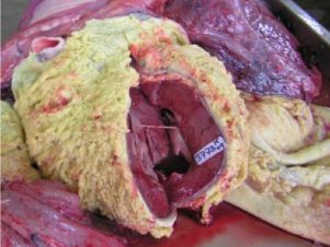 <p>AKP store husdyr blok 4 2024</p><p>Ved obduktion af en 3. kalvsko, der som følge af længere tids sygdom, er aflivet 3 måneder efter kælvning, observeres følgende. Hvad er det mest sandsynlige kliniske fund ved undersøgelse inden aflivning?</p><p>1 Afmagring, blege slimhinder, nedsat vommotilitet </p><p>2 Afmagring, venestase, venepuls, ødem i doglap og abducerede albuer. </p><p>3 Afmagring, høj gødningsscore, melena, feber. </p><p>4 Afmagring, recidiverende feber, systolisk mislyd på hjertet.</p>