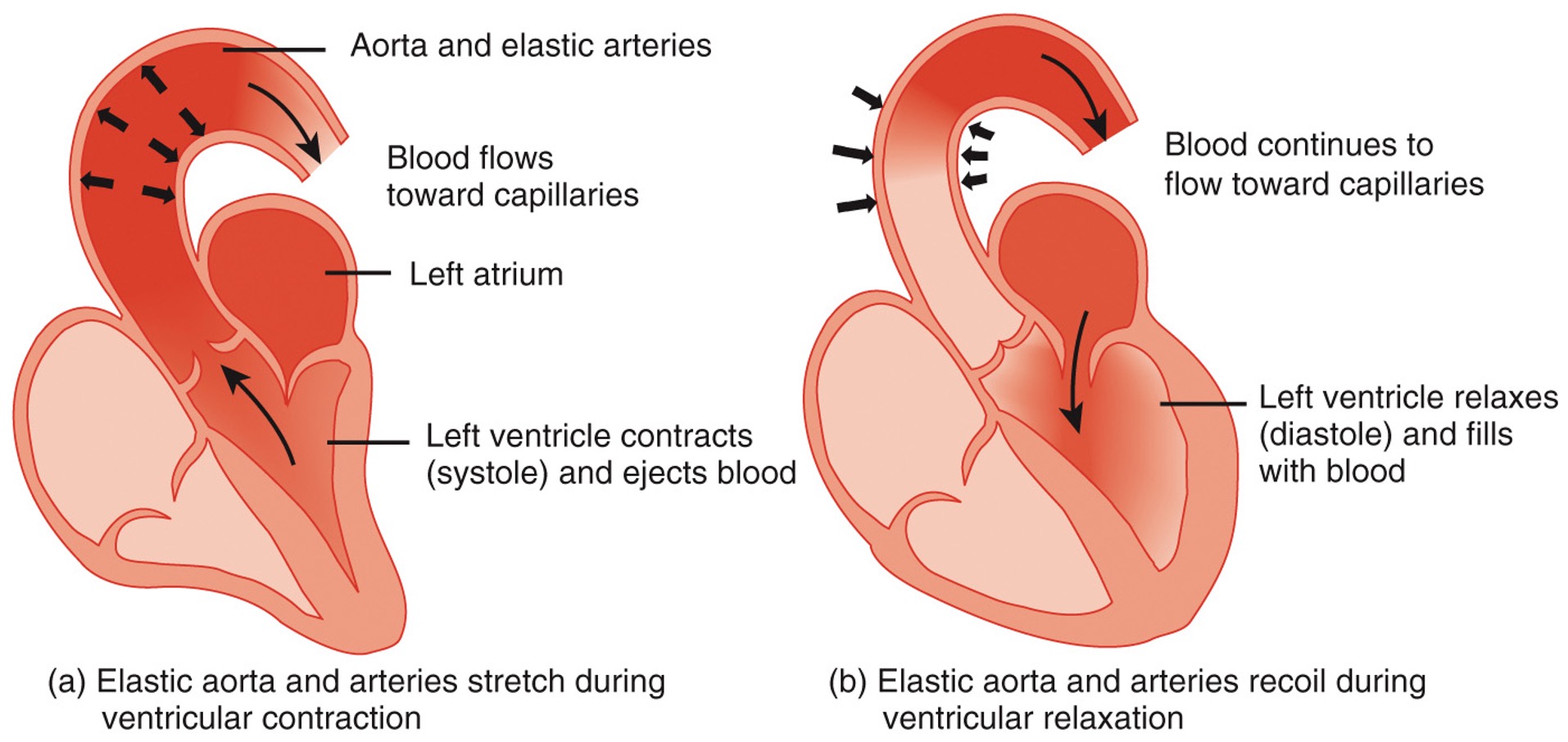 blood ejected from the heart enters elastic arteries, their walls stretch to accommodate the surge of blood. As this occurs and the elastic fibers stretch, they store mechanical energy and function as a pressure reservoir. When they recoil and their stored energy propels the blood forward even though the ventricles are relaxed