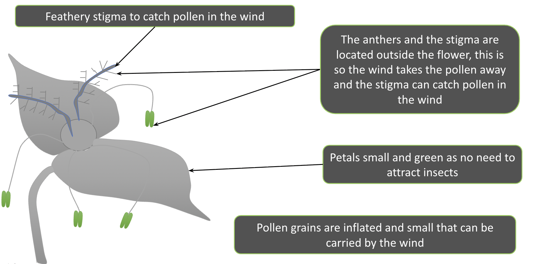 <ul><li><p><span style="background-color: transparent;">Feathery stigma to catch pollen in the wind</span></p></li><li><p><span style="background-color: transparent;">The anthers and the stigma are located outside the flower, this is so the wind takes the pollen away and the stigma can catch pollen in the wind</span></p></li><li><p><span style="background-color: transparent;">Petals small and green as no need to attract insects</span></p></li><li><p><span style="background-color: transparent;">Pollen grains are inflated and small that can be carried by the wind</span></p></li></ul><p></p>