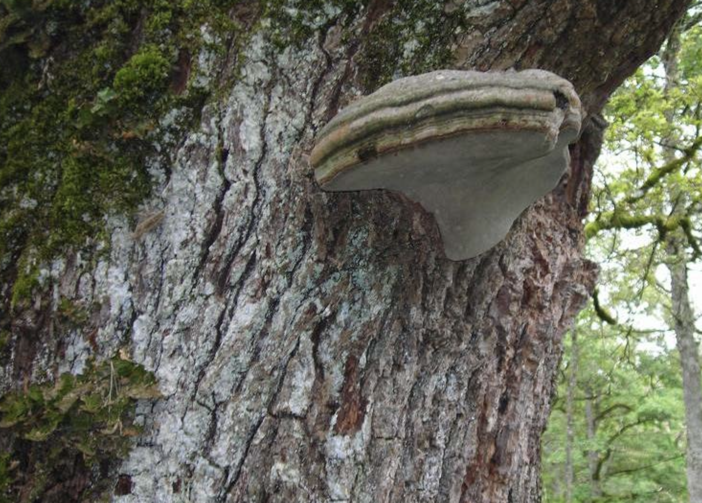 <p>Identificar el hongo</p>
