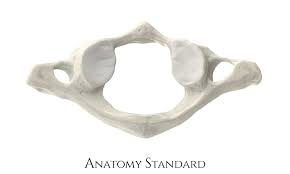 <p>what bone is this?</p>
