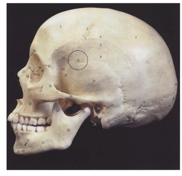 <p>What is the circled part of the brain and what is its significance?</p>