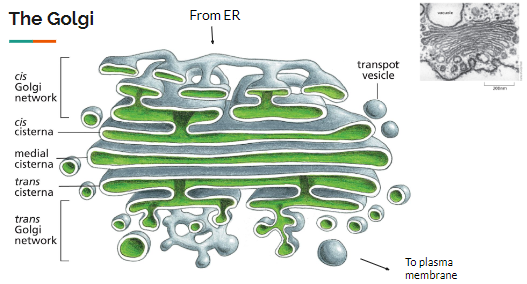 <p>5 main parts</p><ul><li><p>cis Goglgi network —&gt; next to the E.R</p></li><li><p>(Cis Cisterna, Medial &amp; Trans Cisternae)—&gt; in the middle of the golgi</p></li><li><p>Trans Golgi network</p></li></ul><p>Protein travel from the E.R to the Golgi via vesicles, when they reach the golgi, they fusion with other proteins to form the <strong>Cis Cinsterna—&gt; </strong>as protein moves through the stacks they are modified by <strong>residnet Golgi enzymes</strong>—&gt; provides signal for the final destination of the proteins —&gt; <strong>movement occurs in waves</strong></p><ul><li><p>Cis Cinsterna becomes a part of the medial cisternae—&gt; new cis cisterna form—&gt; medial cistern becomes the new trans-cisterna: <strong>Cis-maturation model</strong></p></li><li><p><strong>proteins are sorted within trans golgi</strong>—&gt; then buds off into vesicles—&gt; miragate to organelles —&gt; lyosomes or cell memebrane</p></li></ul>