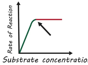 <p>How do changes in substrate concentration affect the rate of reactions?</p>