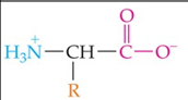 <p>Form:</p><p>NH<sub>2</sub> &amp; COOH groups:</p><p>Condition [H<sup>+</sup>]:</p><p>Charge:</p>