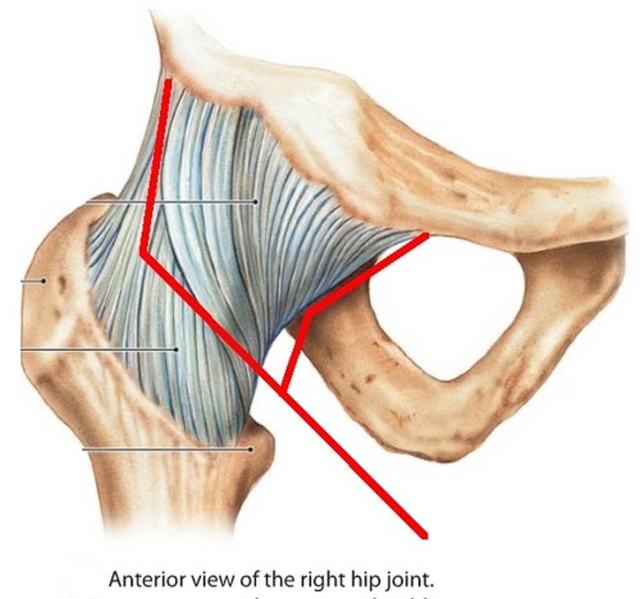 <p>- ligament running from the pubic to the head of the femur</p><p>- blends with the iliofemoral ligament</p>