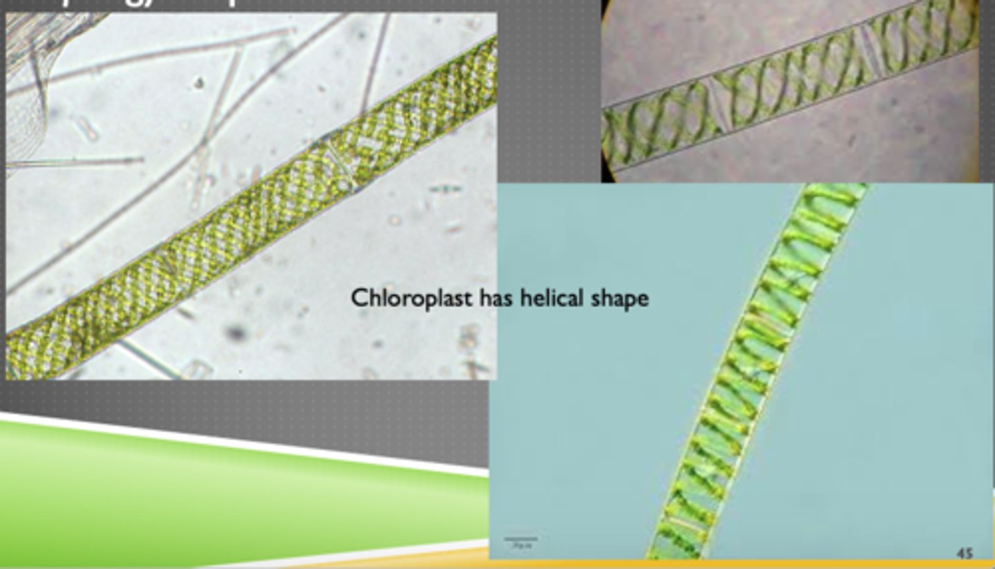 <p>Phytoplankton</p>