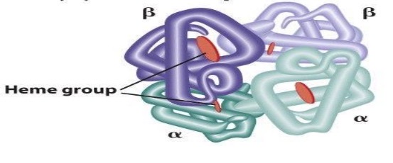 <p>once folded, two or more polypeptides link together</p>