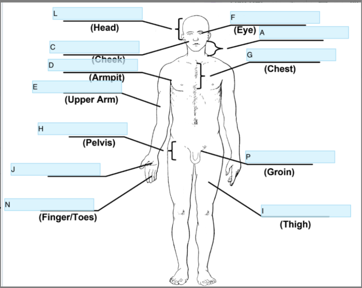 <p>Anatomical term for G</p>