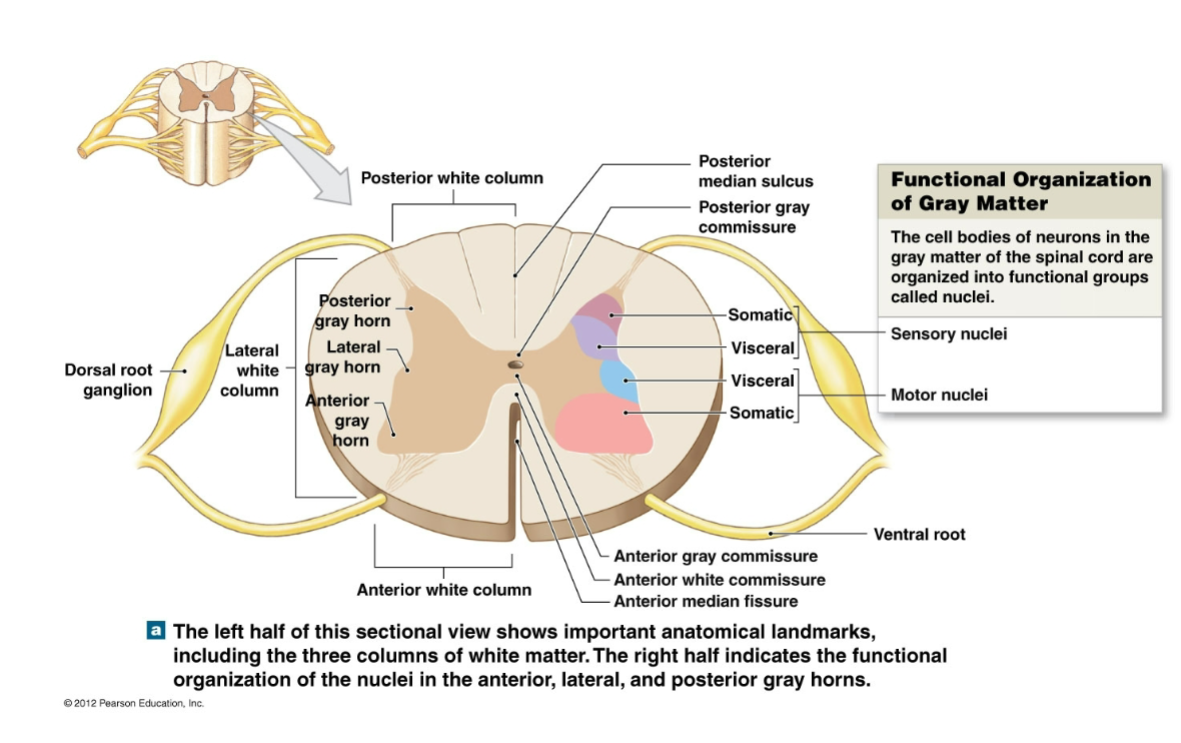 <ul><li><p>What are the main regions and functional groups in the cross-sectional anatomy of the spinal cord?</p></li></ul><p></p>