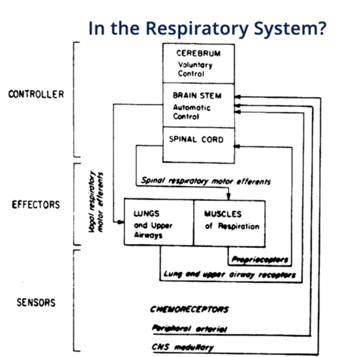 <p>lungs, upper airways and respiratory muscles</p>