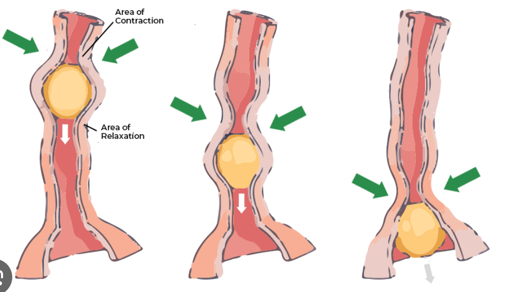 <p>Waves of contraction that move the bolus to the stomach.</p>