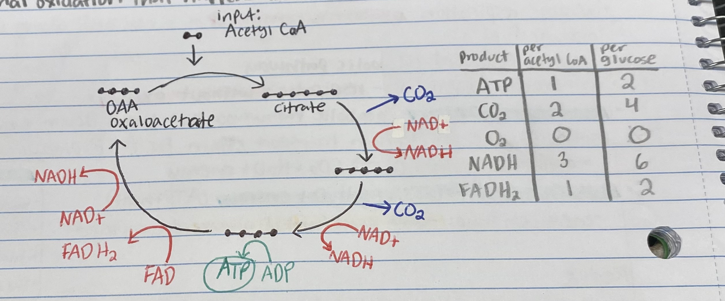 knowt flashcard image