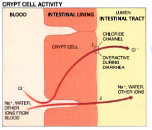Crypt Cell Activity