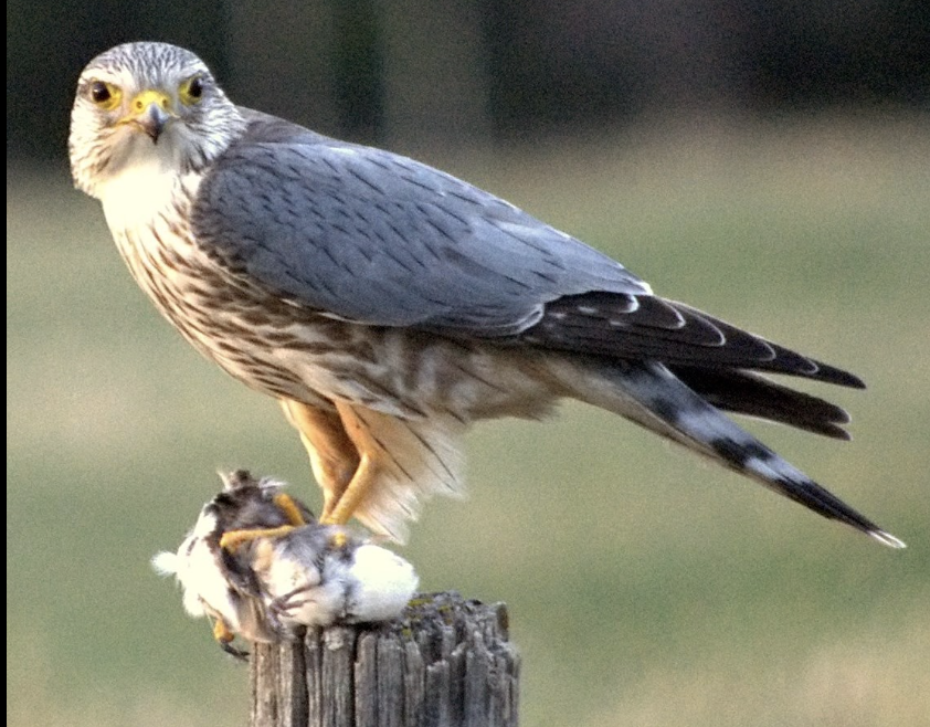 <p>small falcon, dark above and paler below with streaming on the underparts</p>