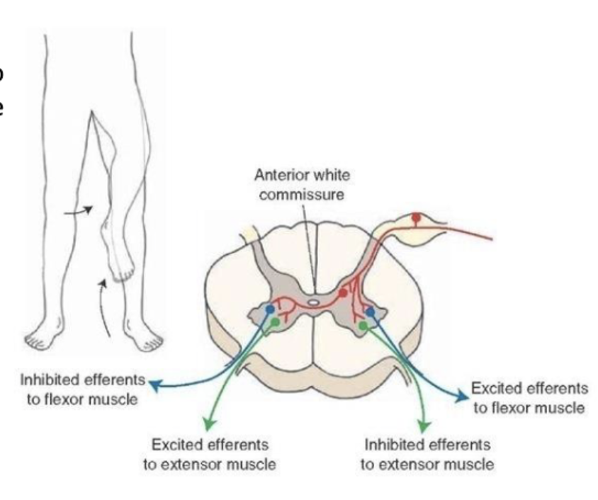 <ul><li><p>ipsilateral: connect afferents to efferents on the SAME side of cord</p></li><li><p>contralateral: connect afferents to efferents on the OPPOSITE side of cord</p></li></ul><p></p><p>same afferent signal elicits responses on both sides of the body</p>