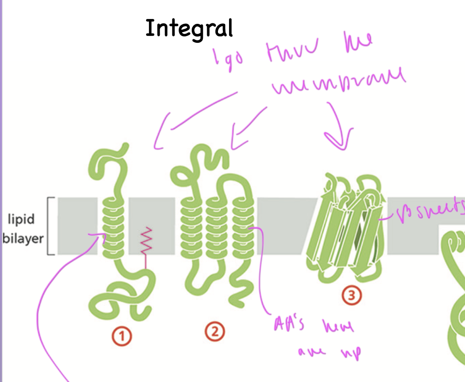 <p>span thru the membrane</p><ul><li><p>often have an alpha helix that spans thru the membrane bilayer, made up of np AAs</p></li><li><p>can also be a beta barrel</p></li></ul><p></p>