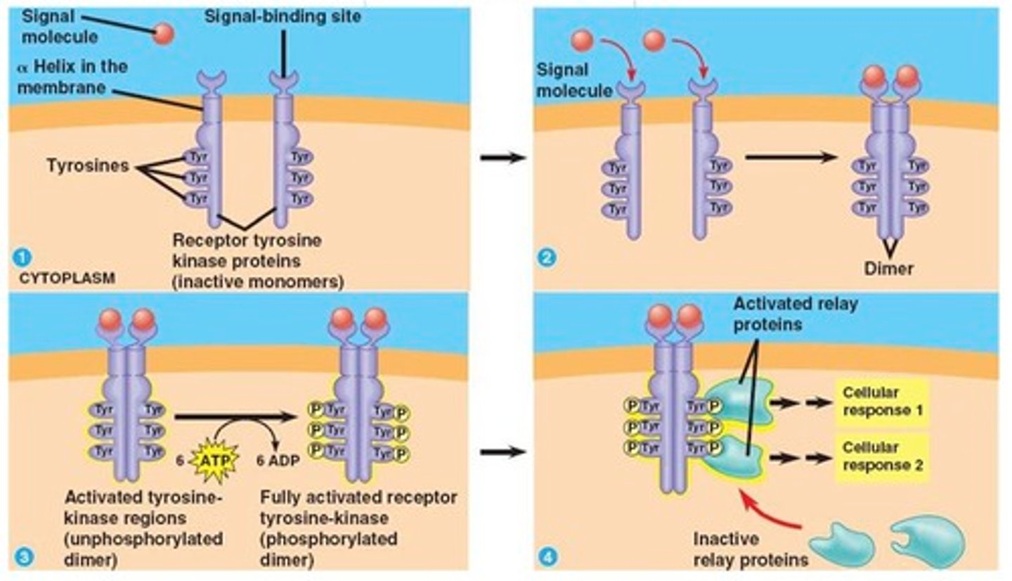 <p>have an enzymatic active site on the cytoplasmic side of the membrane. Enzyme activity is initiated by ligand binding at the extracellular surface</p>