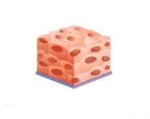 <p>layered and found in the air sacks/lungs</p>