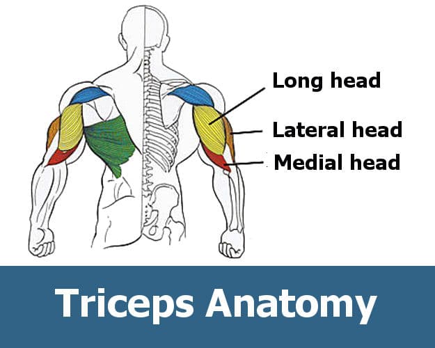 <p>Origin:                                                                                                                                      long head: infraglenoid tubercle of the scapula                                                                      Medial head: posterior surface of the humerus                                                                       Lateral head: lateral border of humerus</p><p>Insertion: upper surface of olecranon process of ulna</p><p>Action: elbow extension and long head assists extension of humerus at the shoulder</p>