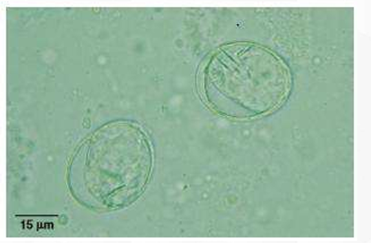 <p>spp</p><p>stage</p>