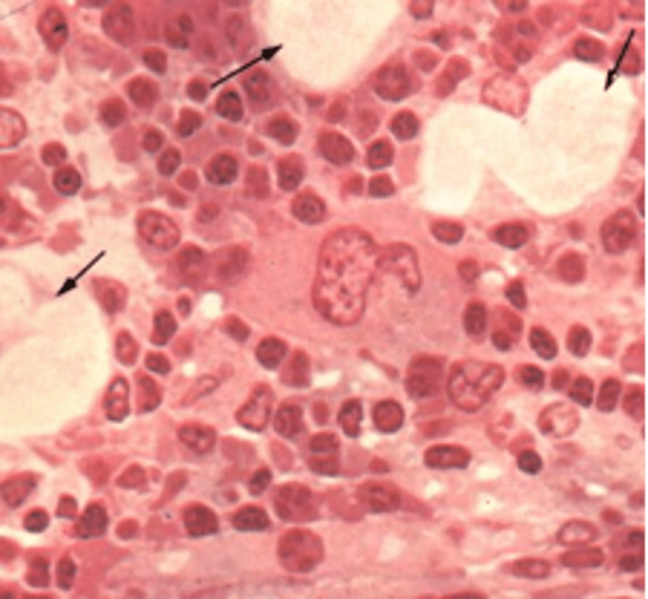 <p>The process by which the body produces blood cells and blood plasma</p>