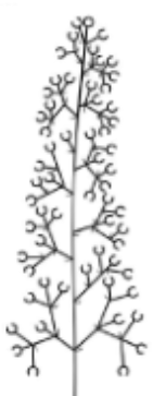 <p>Corymbs inflorescence</p>