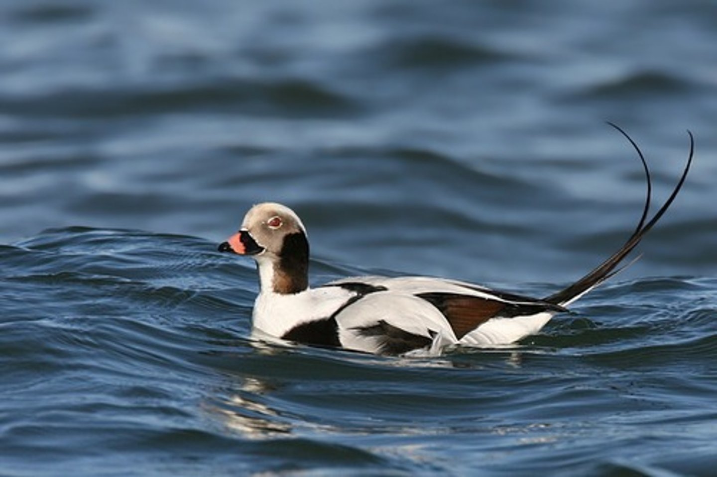 <p>Anseriformes</p><p>Anatidae</p>