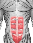 <p>Long vertical abdominal muscle—the “six-pack”—important for trunk flexion. It plays a key role in maintaining posture and stability of the torso. </p>