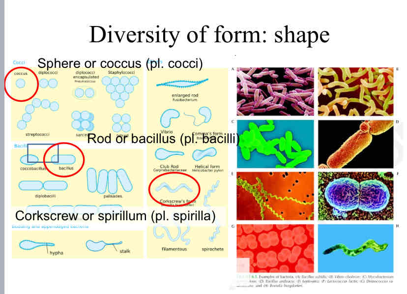 <p>Bacterial Diversity : Shape </p>