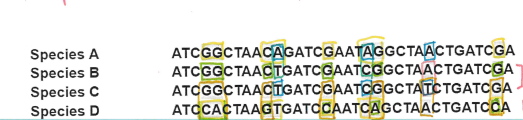 <p>Examine the DNA sequences above for the species A-D. Which two species will be the closest on a phylogenetic tree? How do you know?</p>